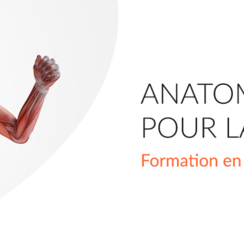 Nouvelle formation : Anatomie du mouvement pour la massothérapie 