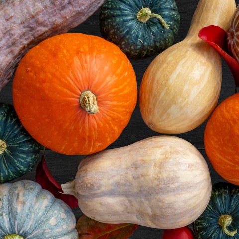 Le temps des courges